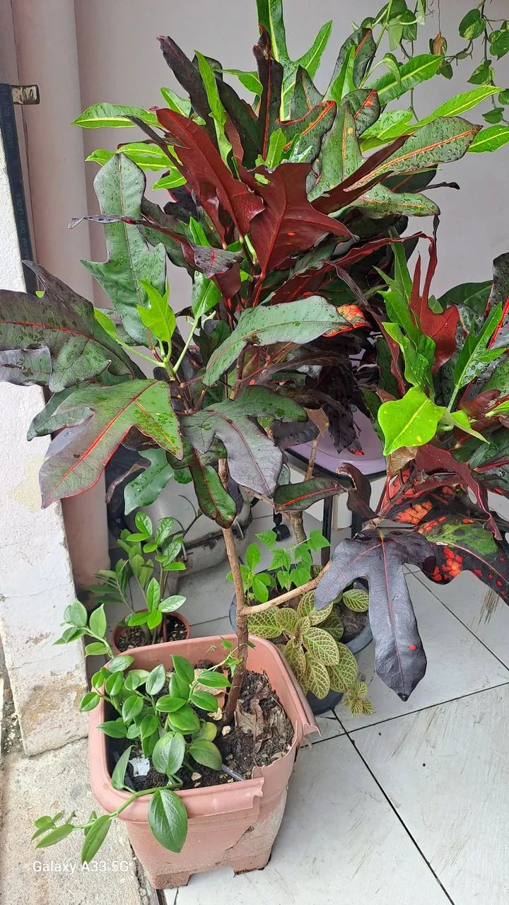 Plantas