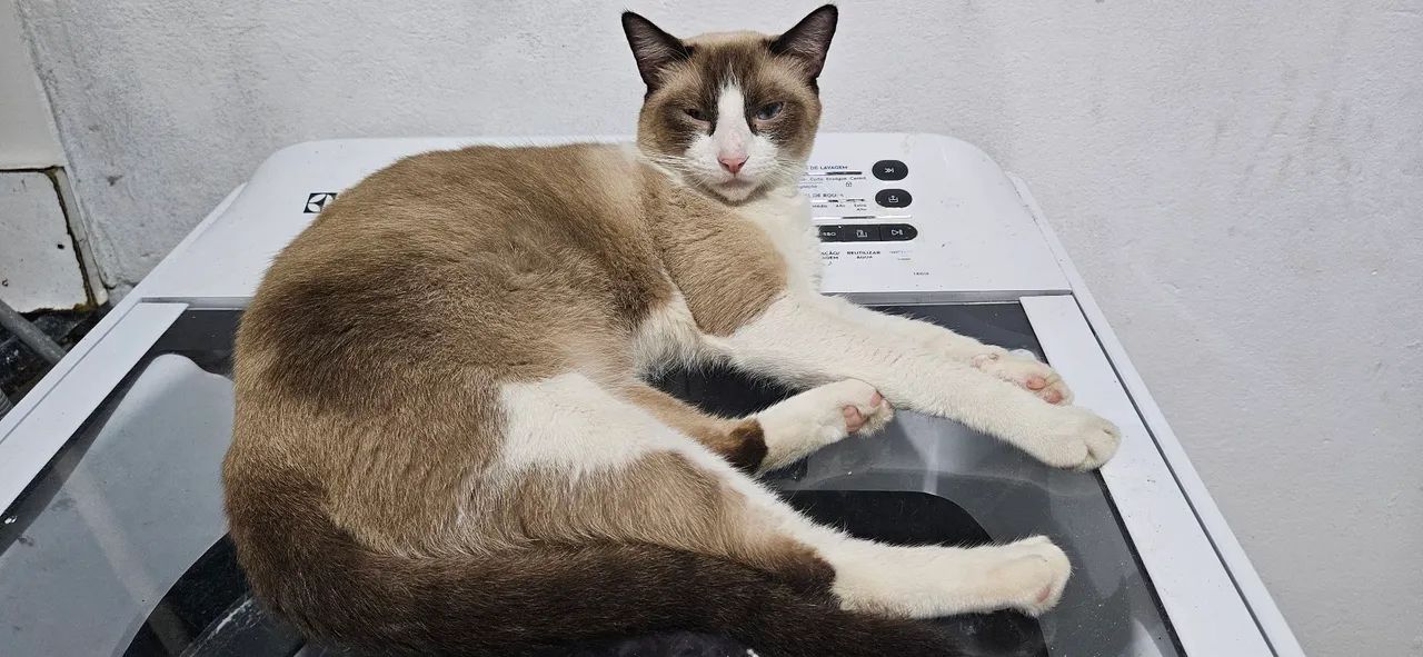 Doação gato 