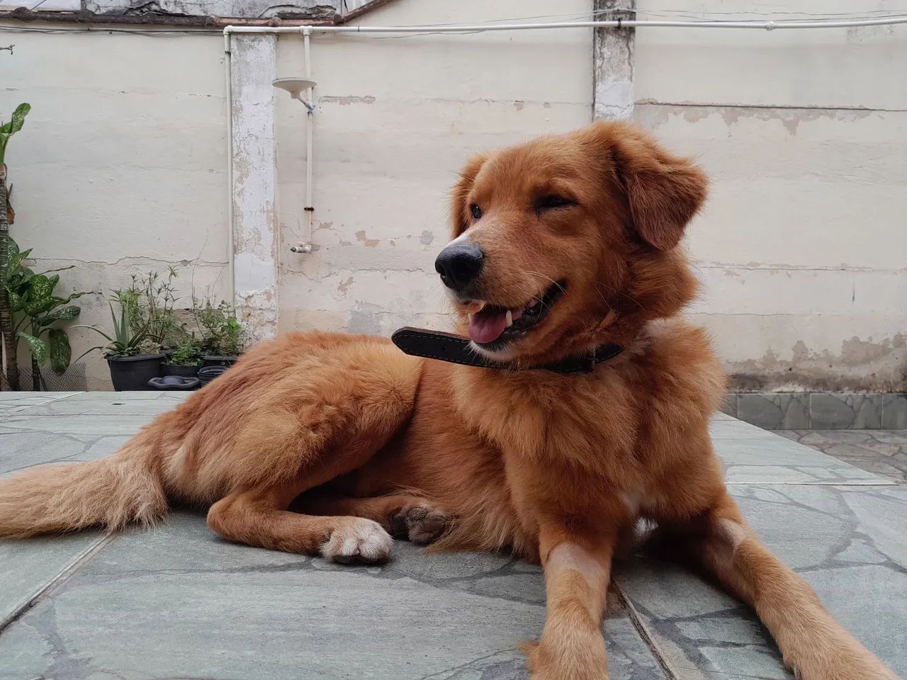 Cachorro para adoção responsável  - Foto 3
