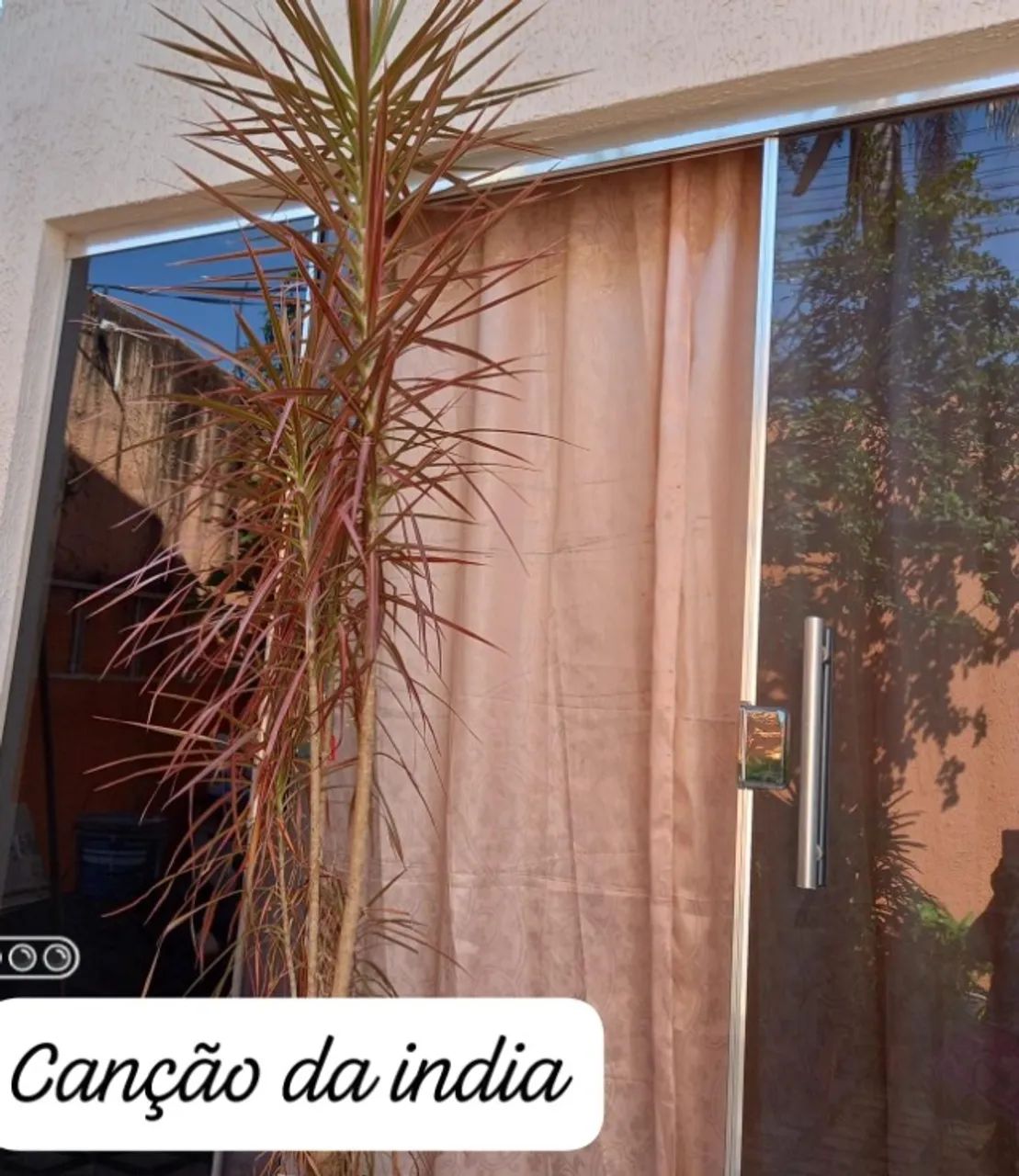 Plantas - Foto 2