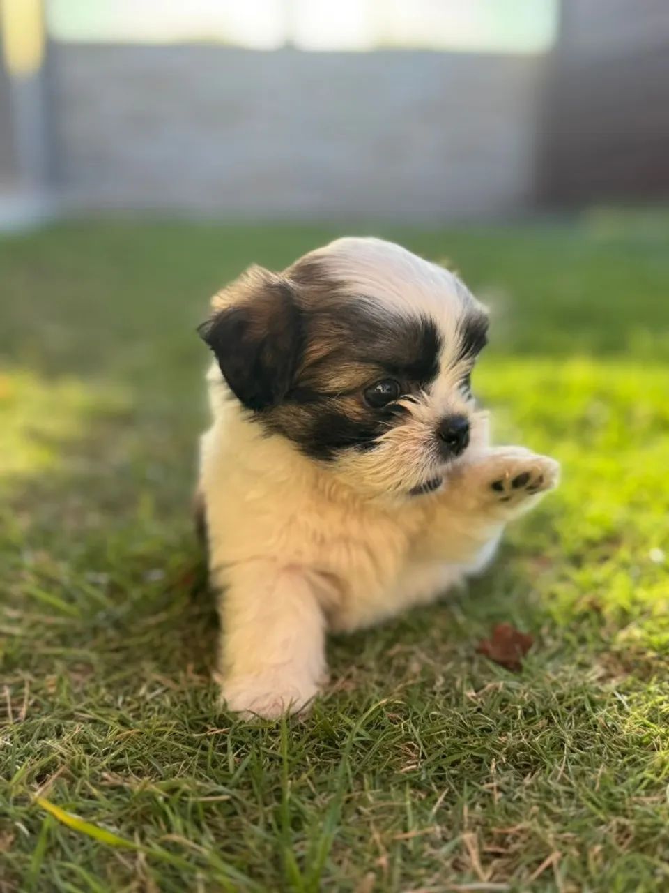 Shih Tzu