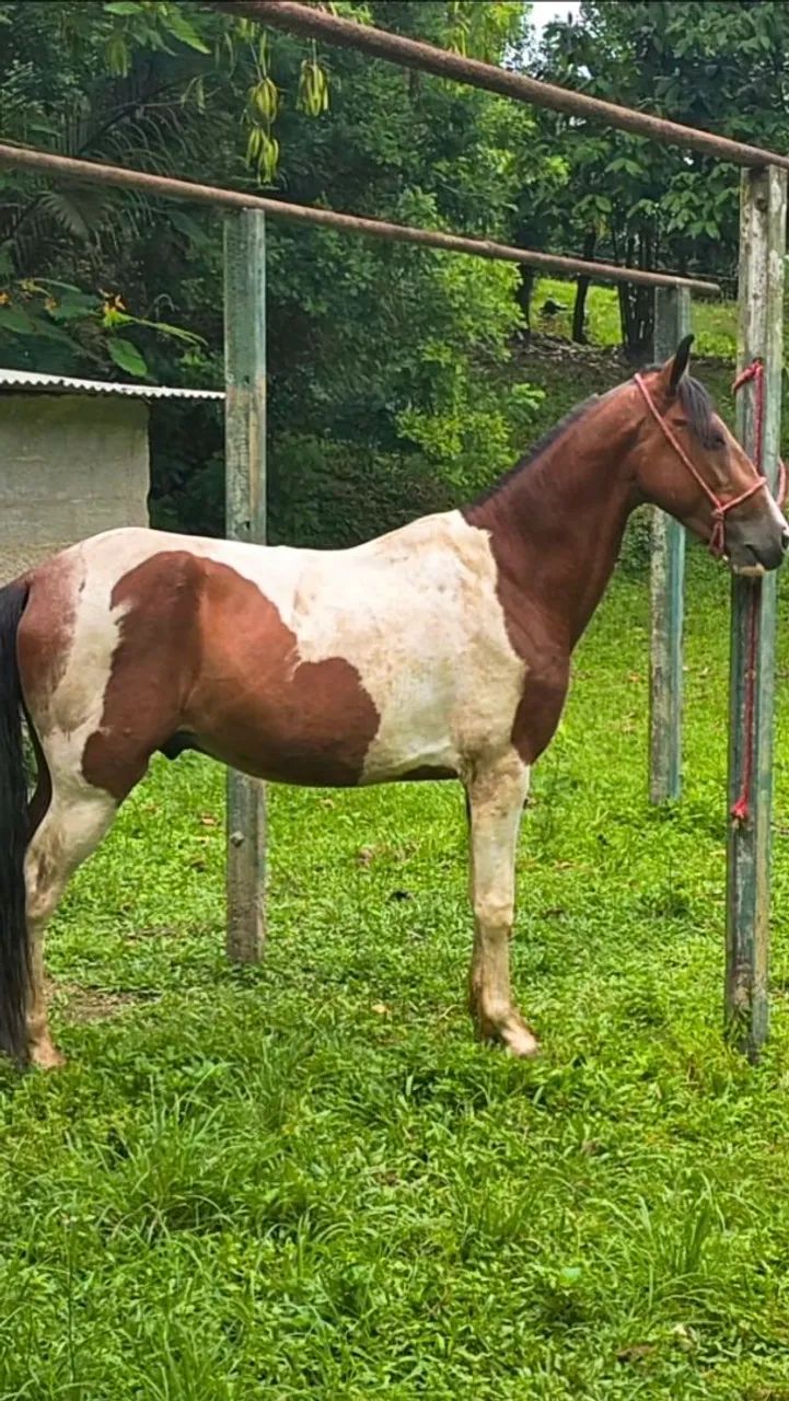 Cavalo Pampa de Castanho Mangalarga