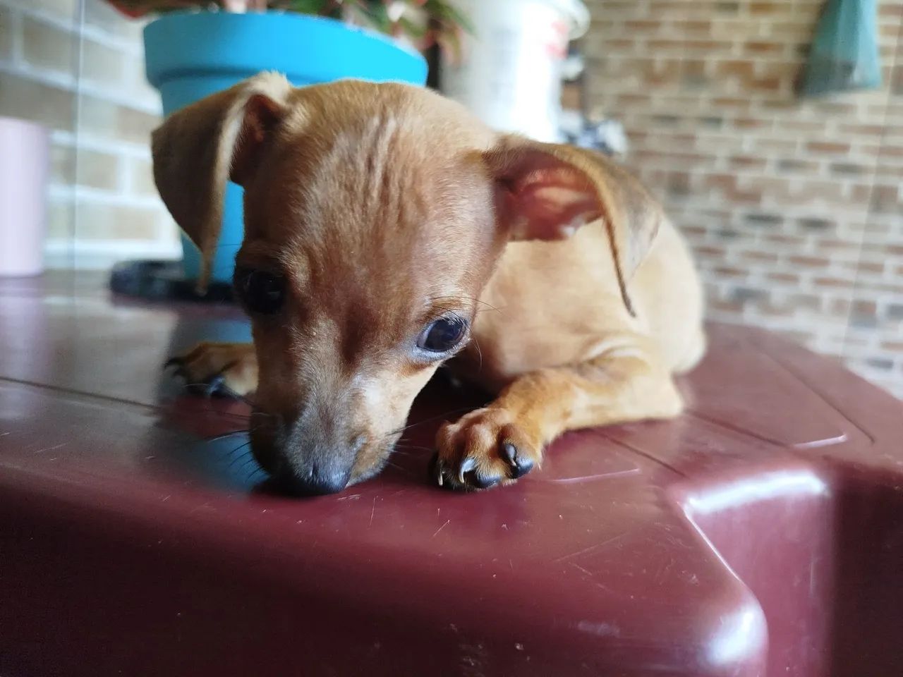 Cachorro Pinscher - 01 - Foto 3