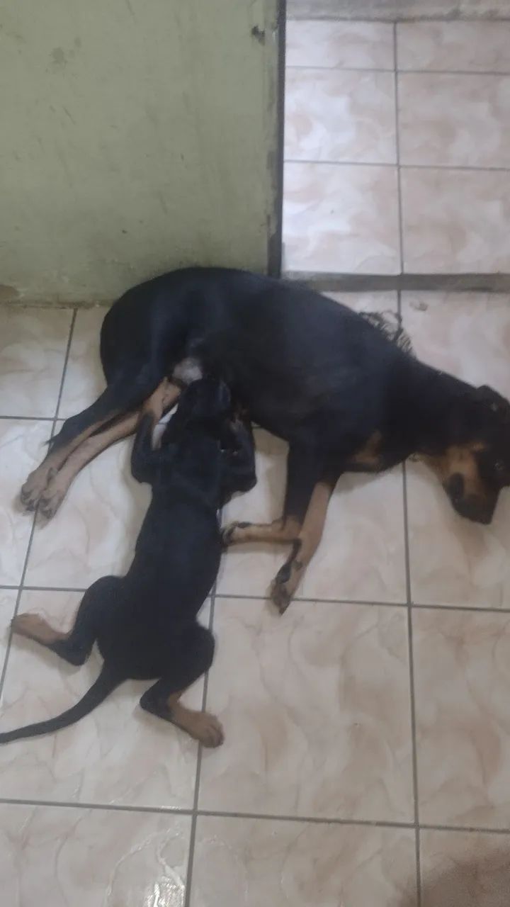 Vendo uma filhote de rottweiler de 2 meses. ( E tô doando um casal de rottweiler adultos