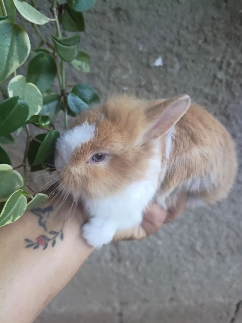 Mine coelhinho 