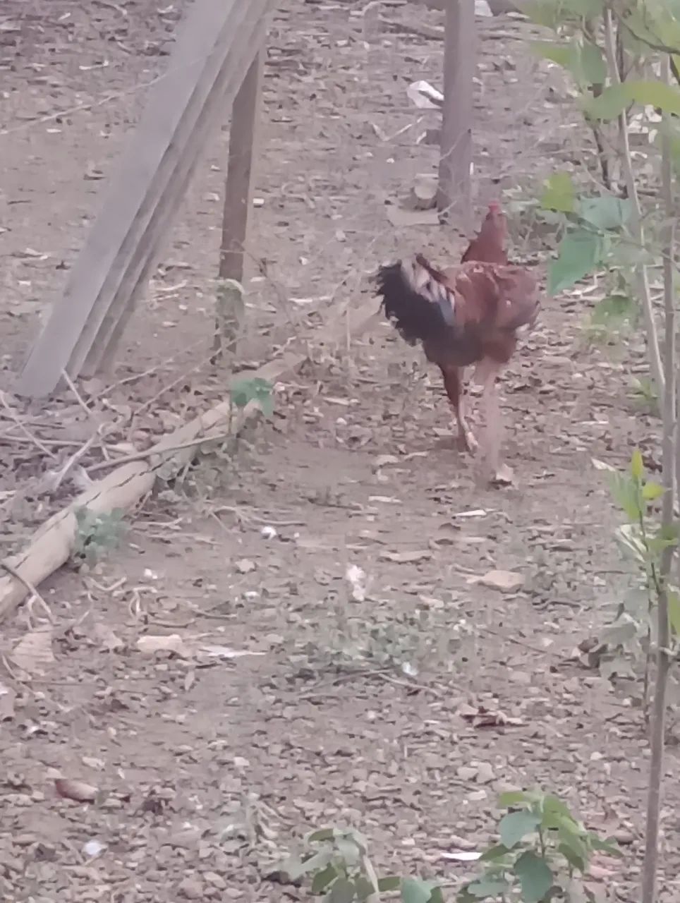 Galo  - Foto 3