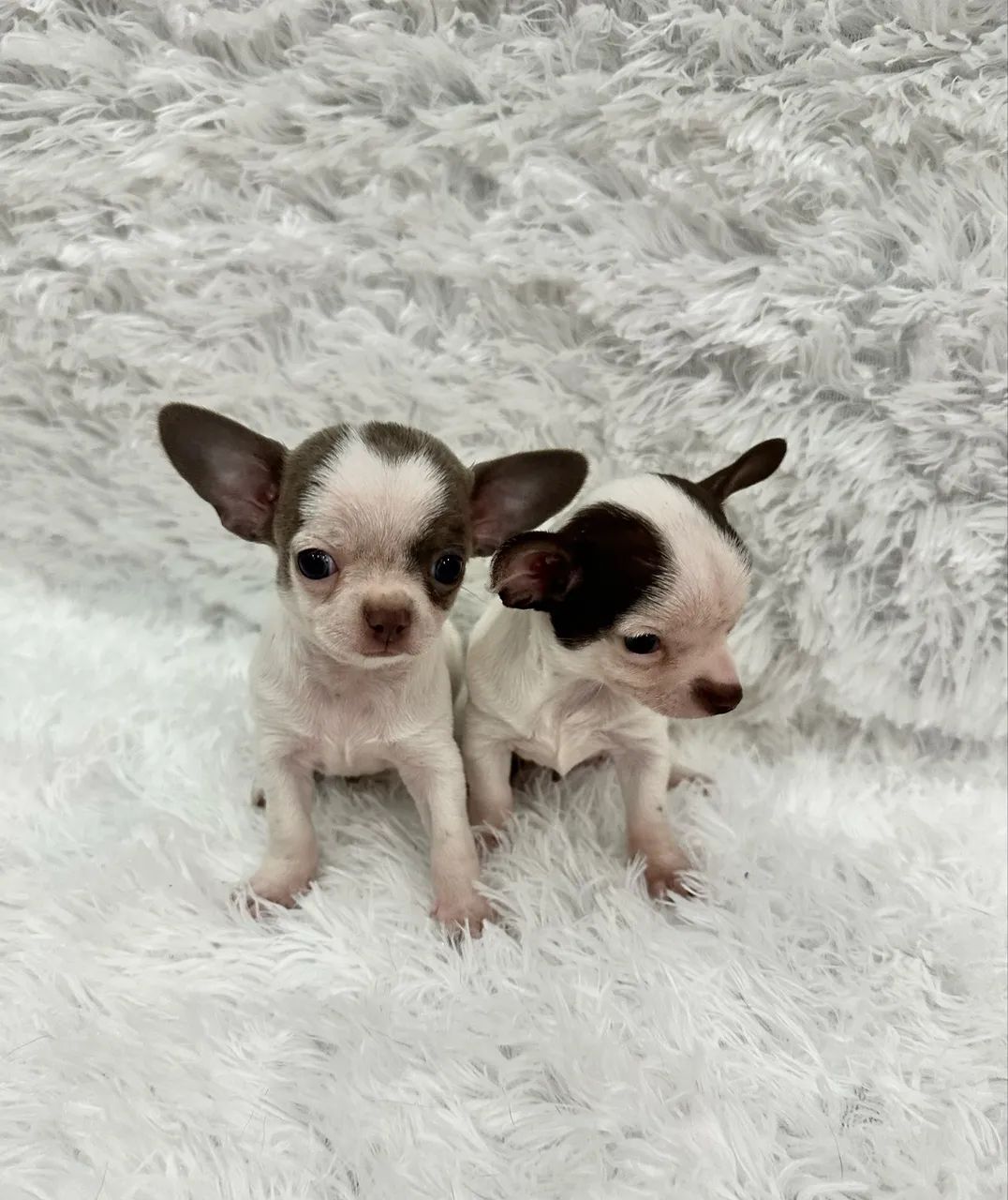 Chihuahua macho pelo curto 2.000 - Foto 2