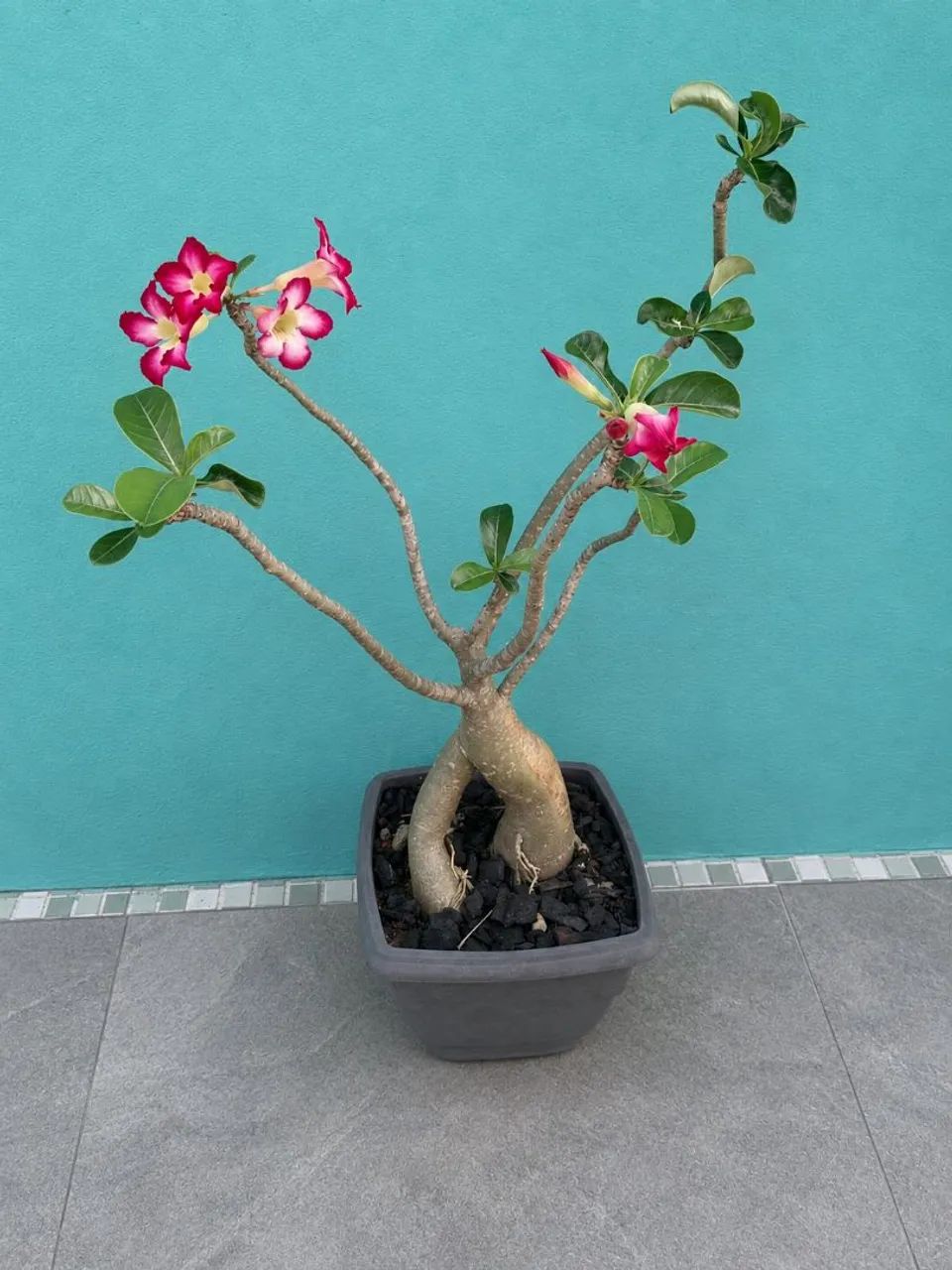 Rosa do Deserto