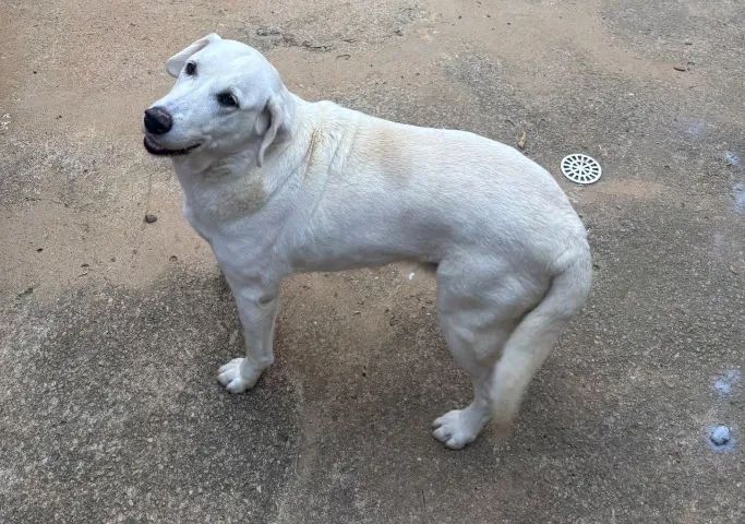 Doa - se cachorros  - Foto 5