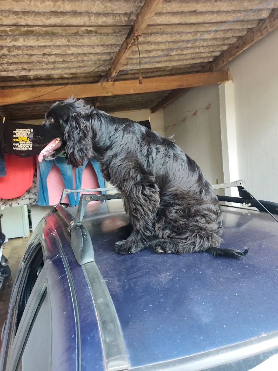 cocker spaniel Inglês 5 meses vacinas ok - Foto 4