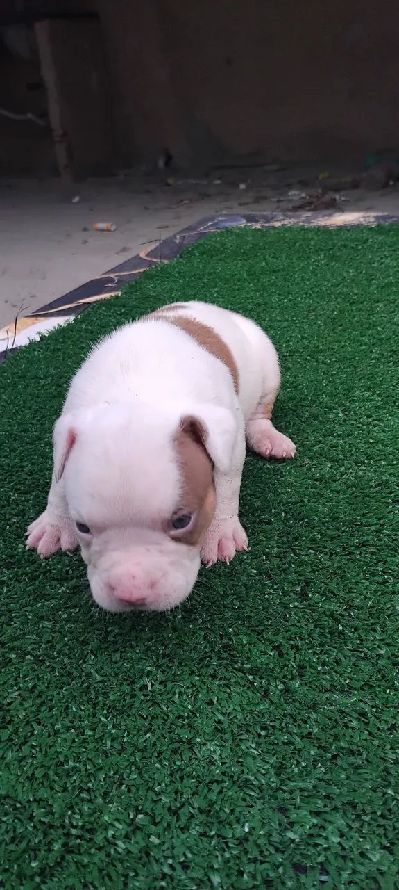 American bully pocket 