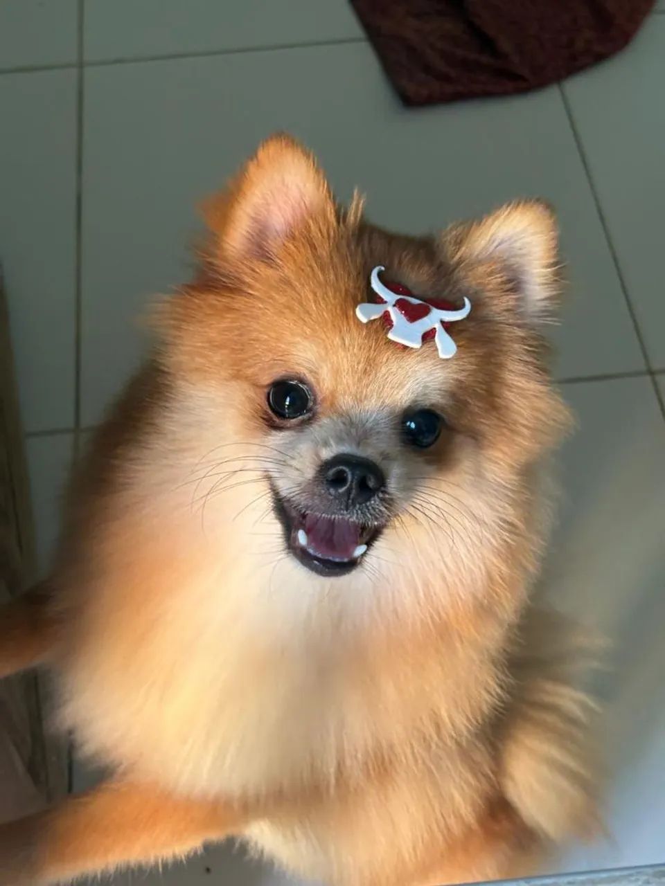 Spitz macho - Foto 5