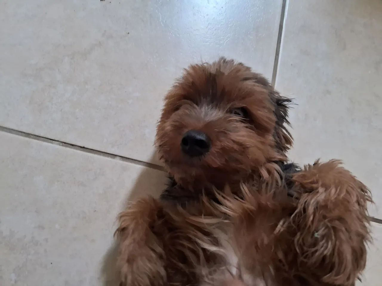 Yorkshire Terrier - Foto 2
