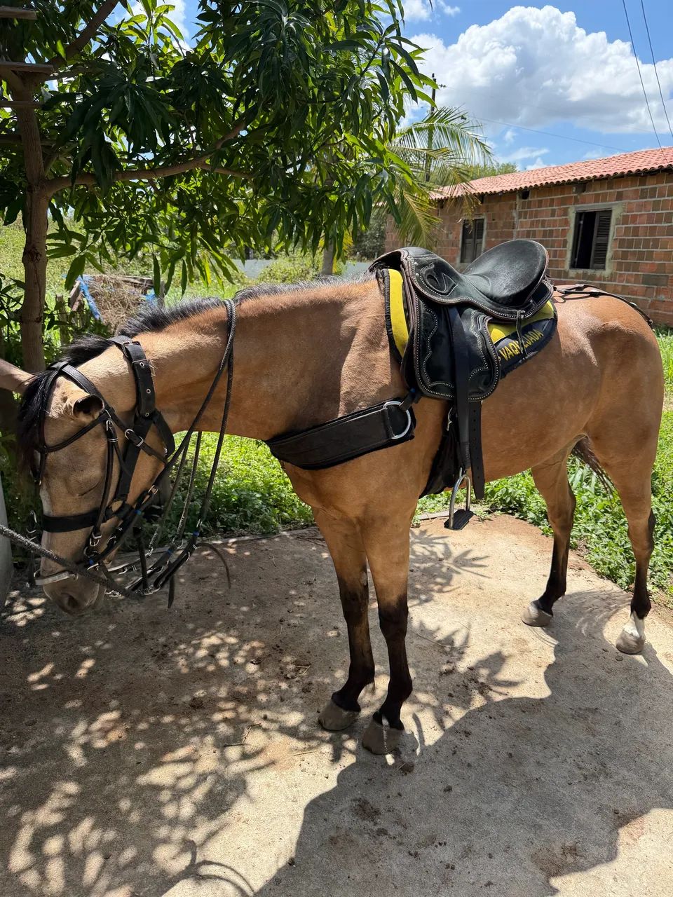Vendo Égua  - Foto 3