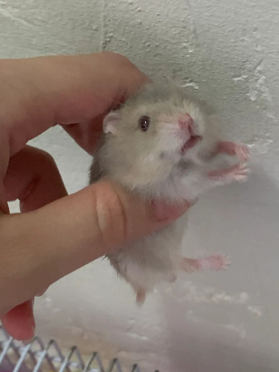 Vendo filhotes de hamster anão russo - Foto 4