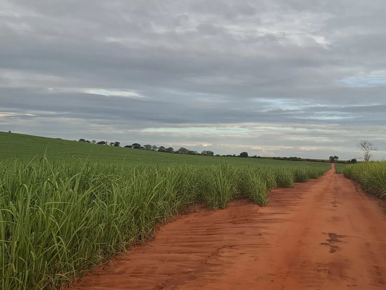 Fazenda de Cana - Foto 2