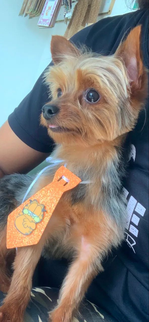 Yorkshire mini  - Foto 3