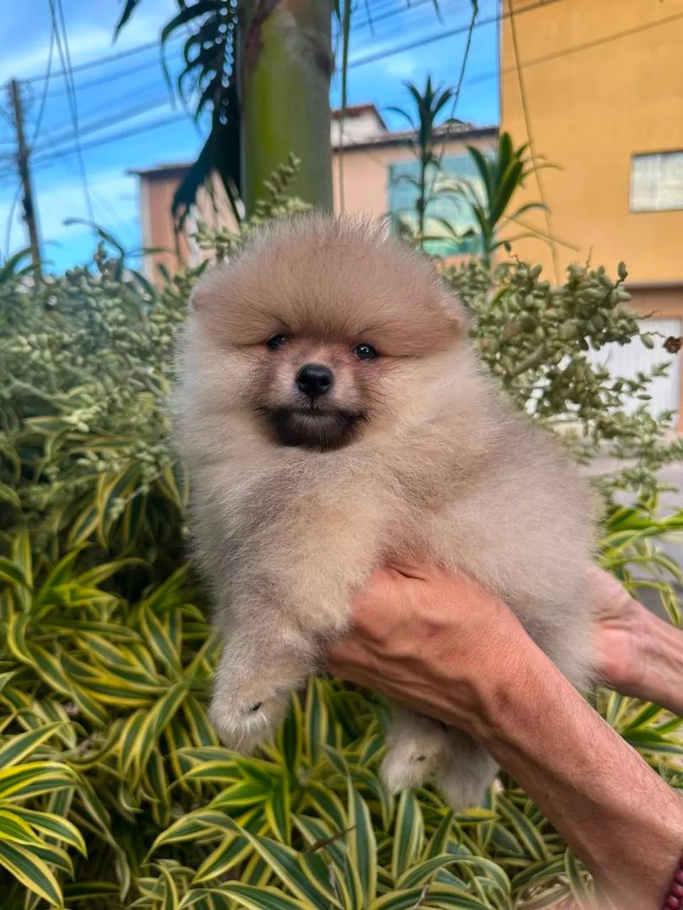 Glorioso  spitz alemão macho