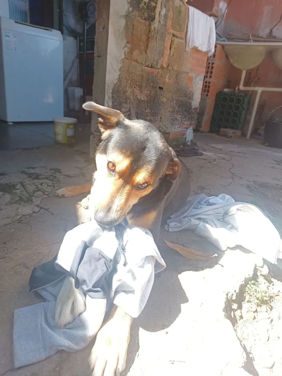 Cruzamento / pastor alemão  - Foto 2