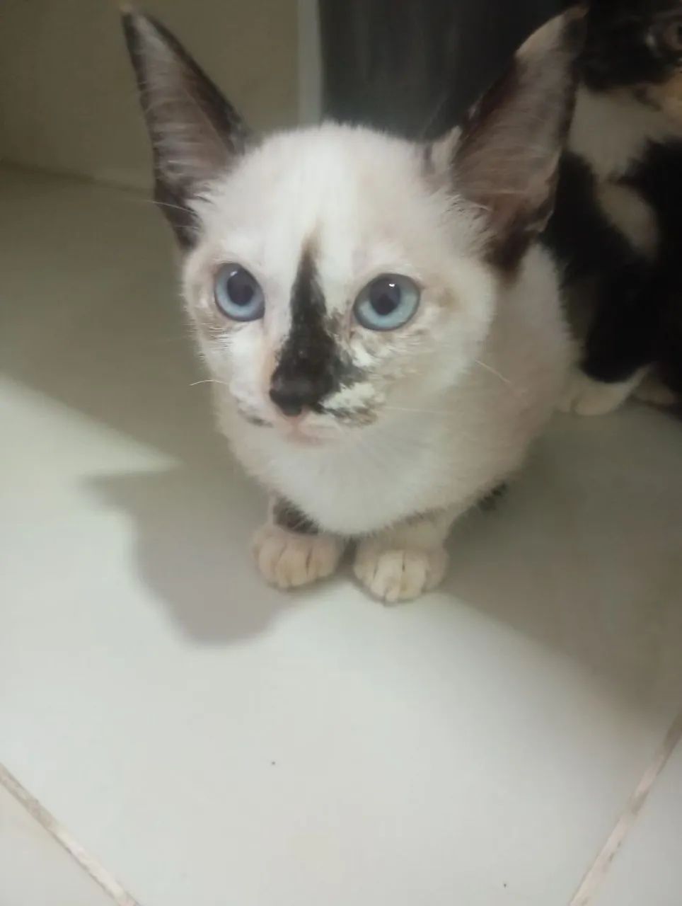 Gatinhos para adoção  - Foto 4