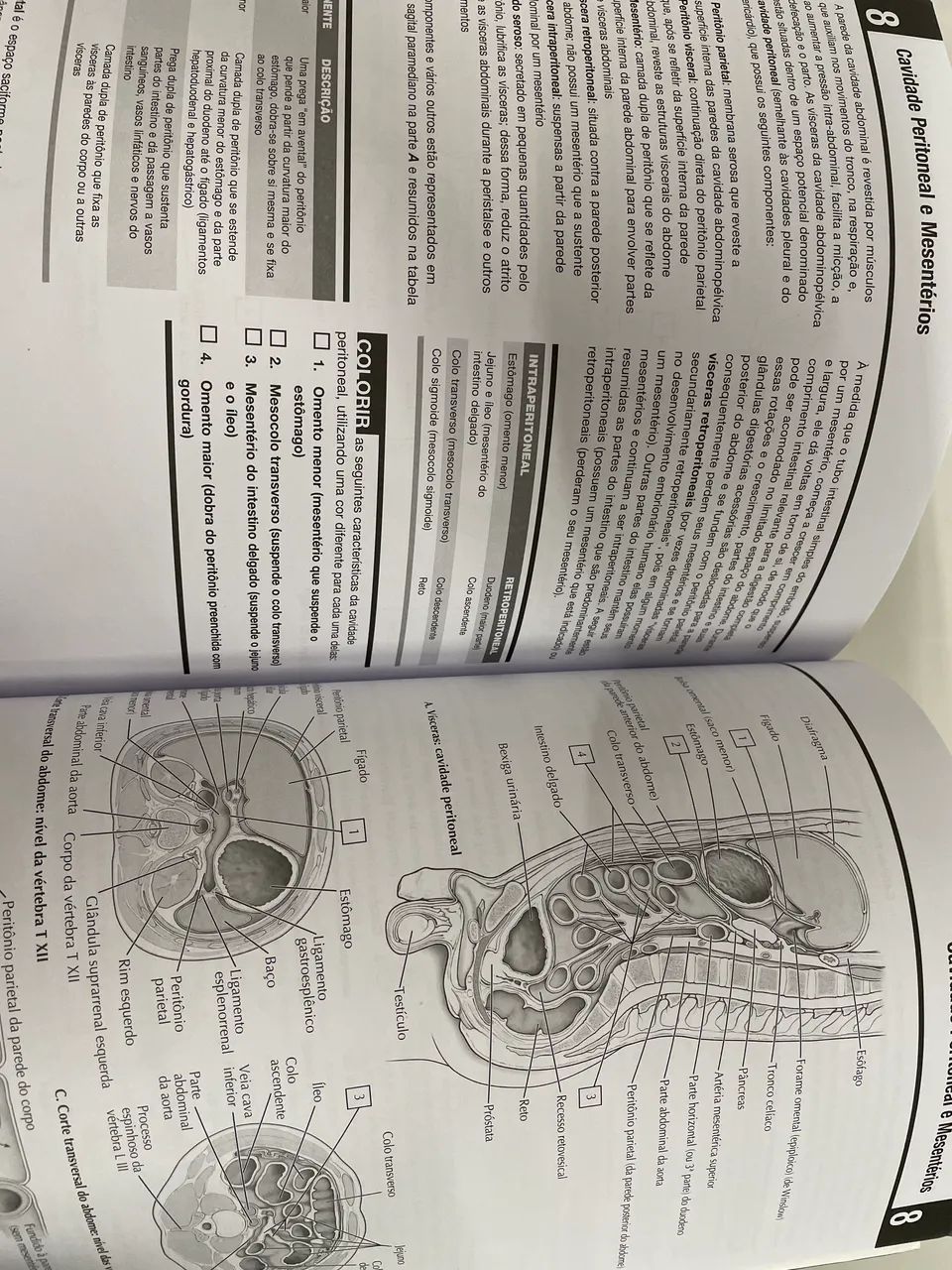 Netter Anatomia Para Colorir  - Foto 3