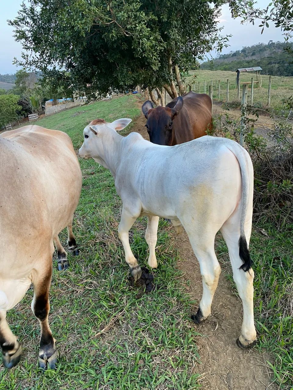 Bezerro Nelore