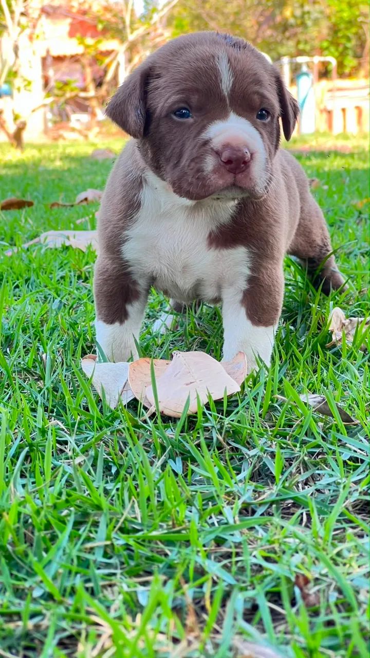 Vendo filhote de pitmoster com pedigree  - Foto 2