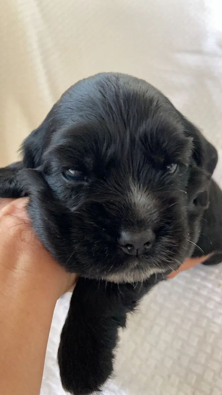 Filhotes de Cocker Spaniel Inglês à venda  - Foto 4