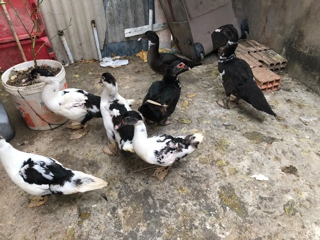 Pato  - Foto 3