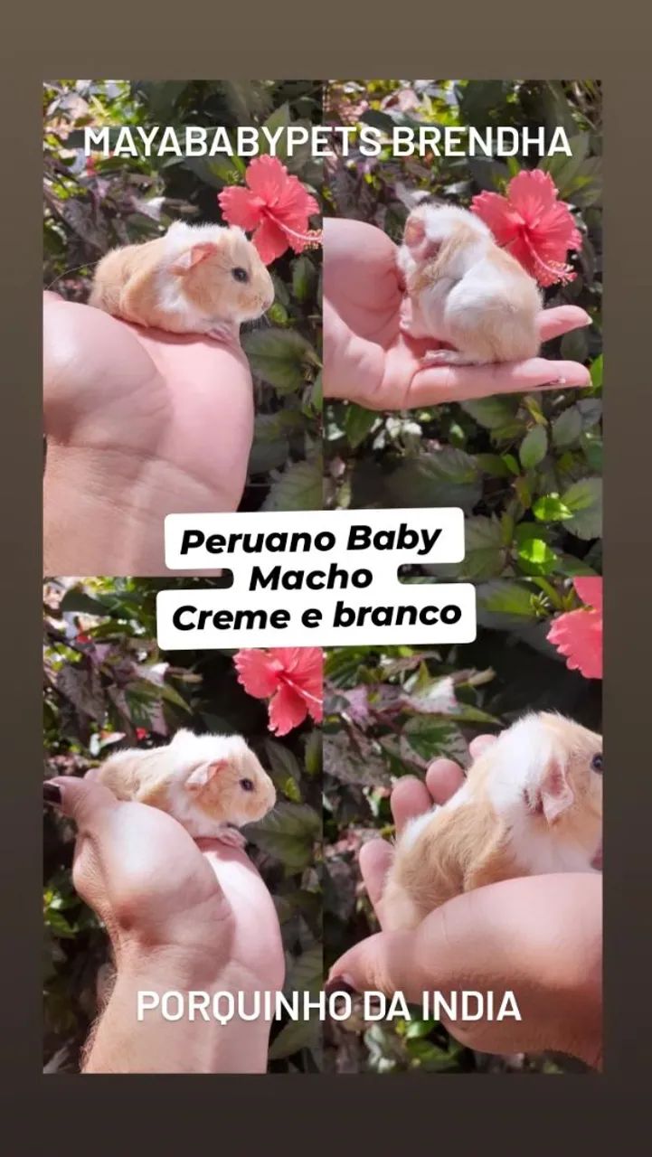 Porquinho da india Peruano  - Foto 2