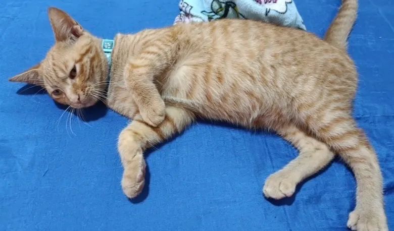 gato laranja doação - Foto 5