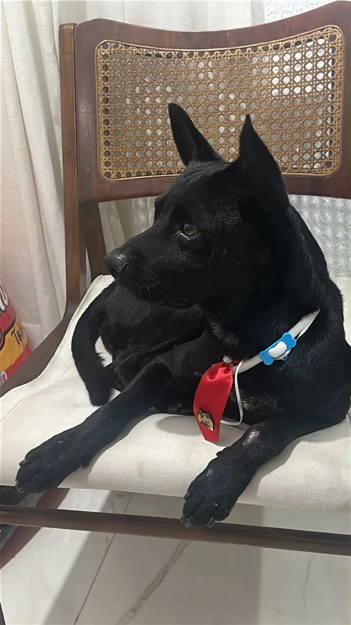 Doação responsável  - Foto 4
