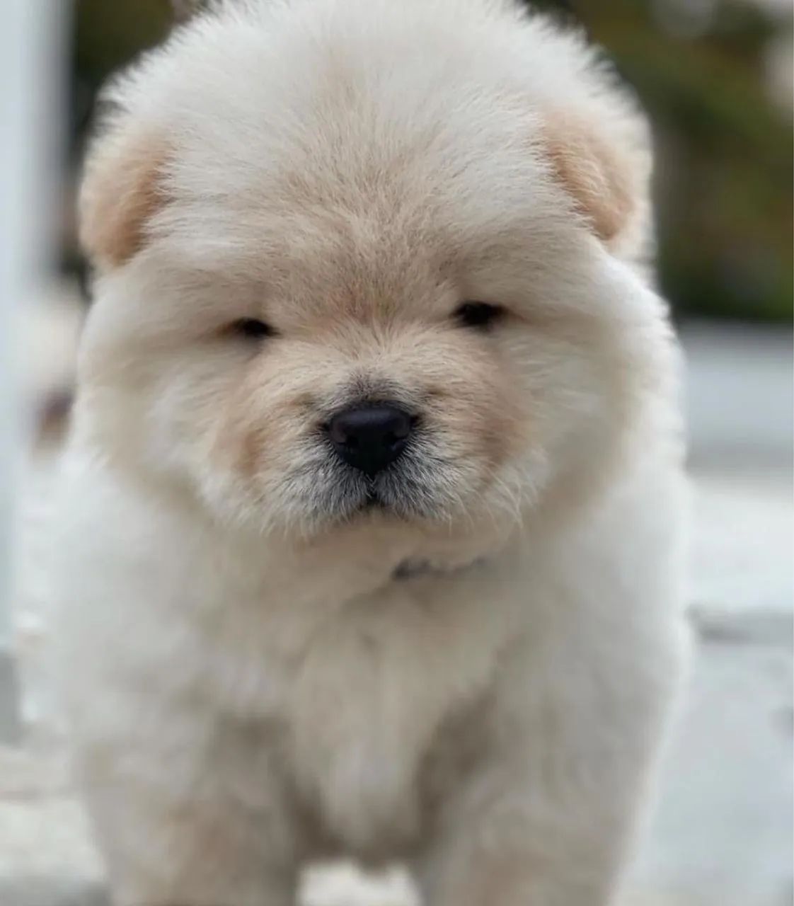 Chow Chow  - Foto 3