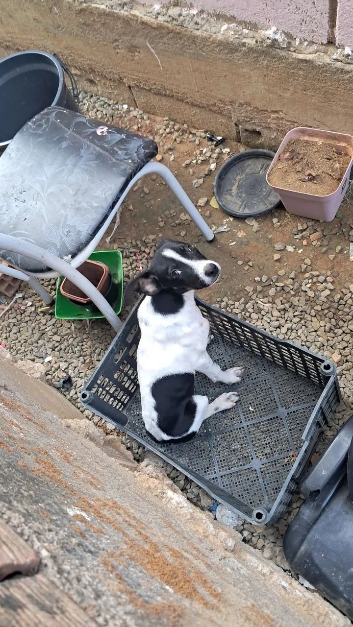Adoção responsável cachorrinho (macho) - Foto 4