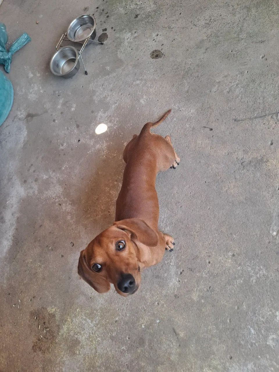 Troca de cachorro Salsicha - Foto 3