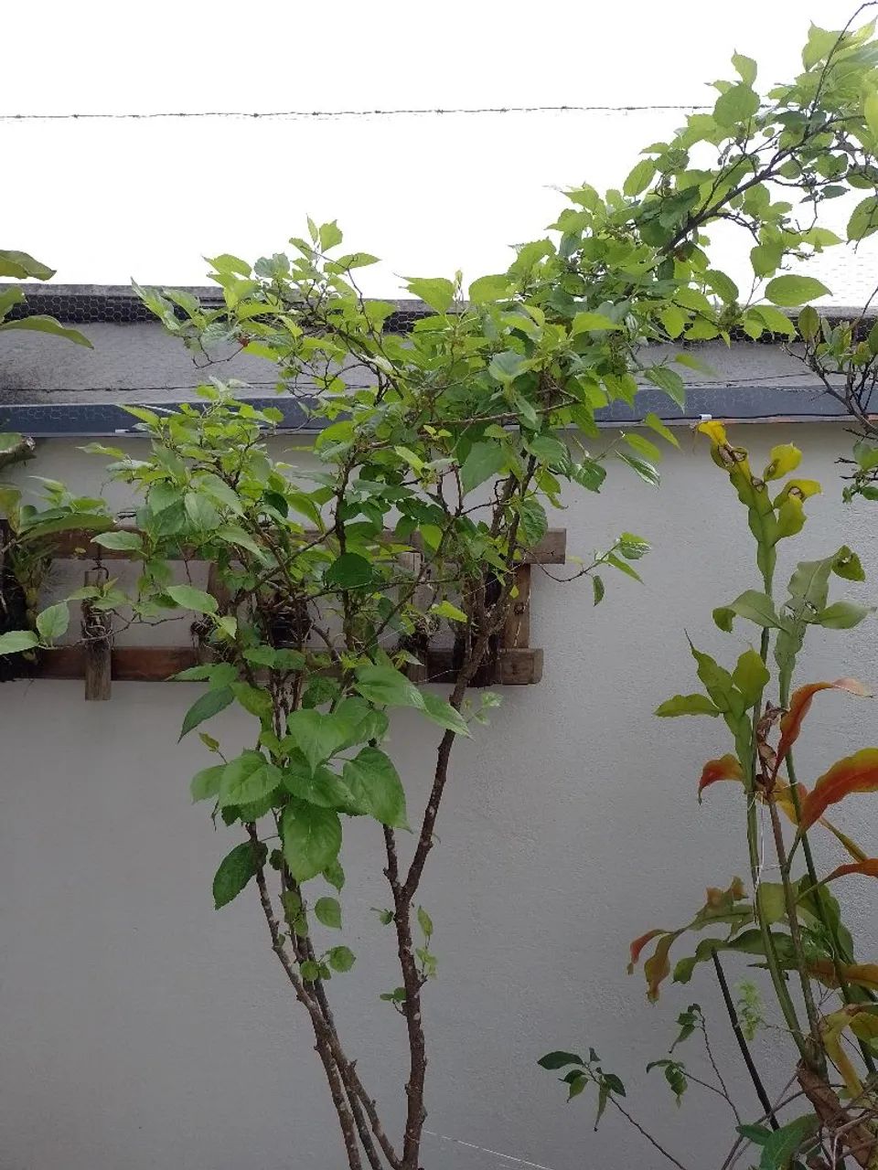 Planta frutífera 