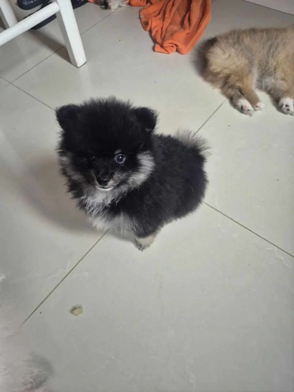 Spitz black and than  - Foto 3