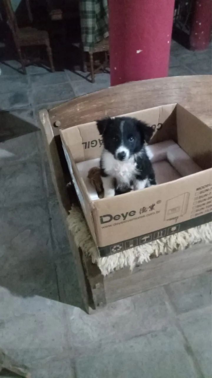 Doacao Border Collie - Foto 4