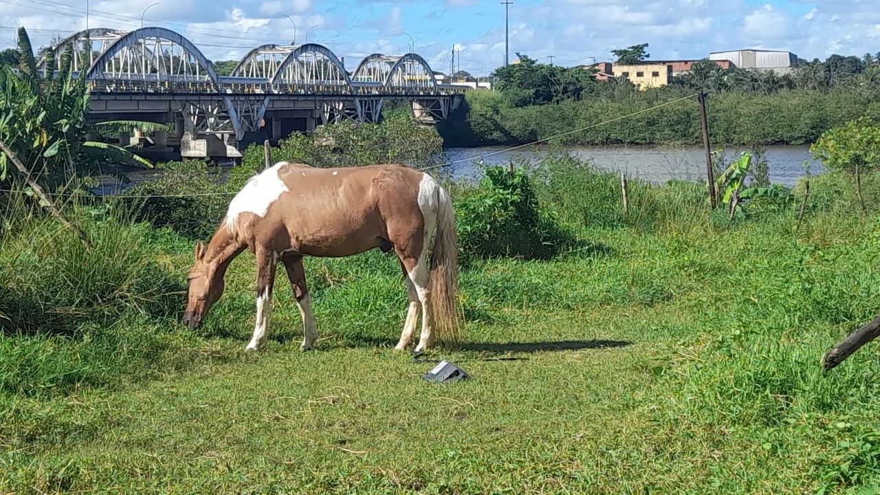 Cavalo pra vender  - Foto 3