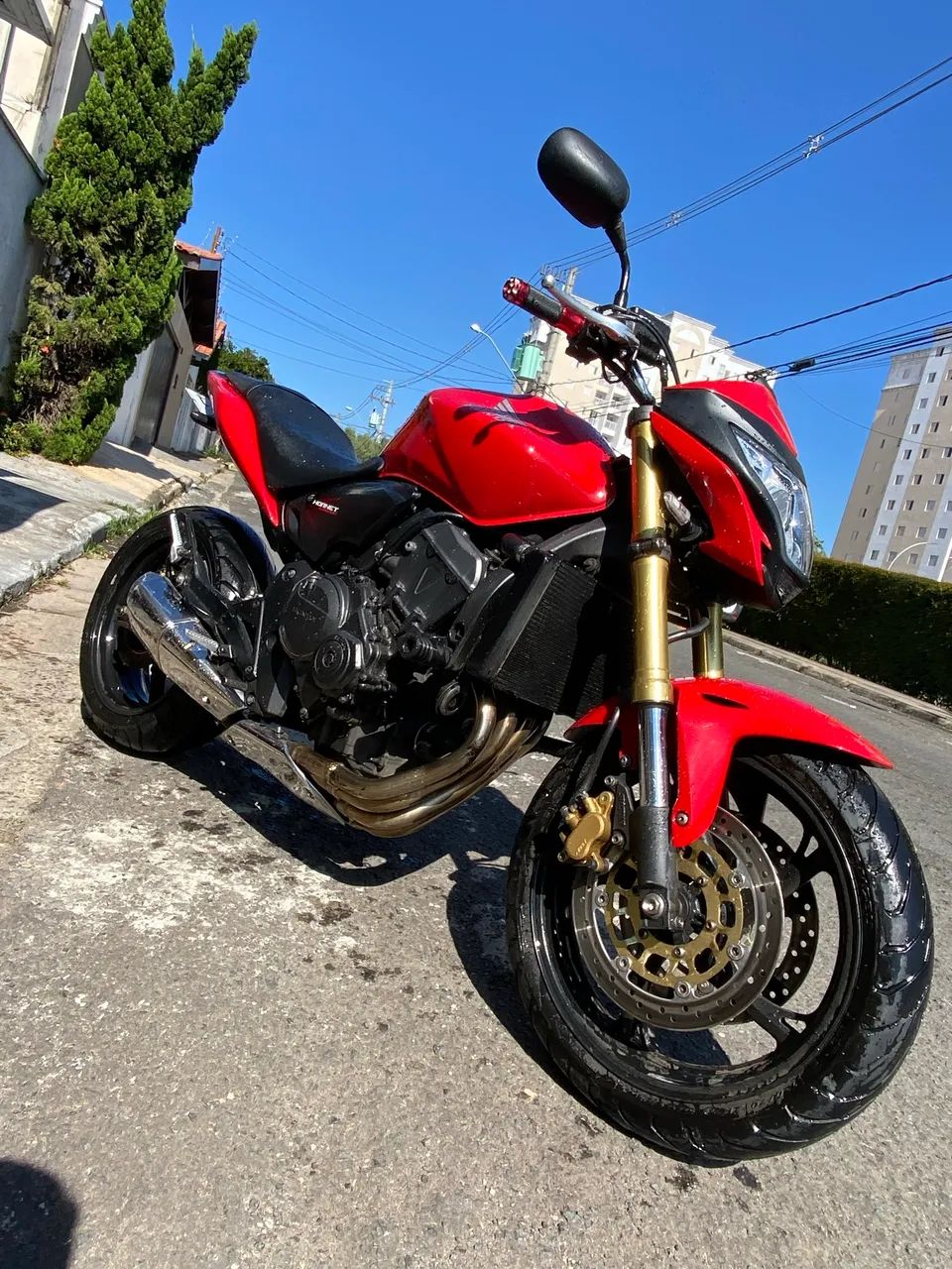 Hornet vermelha  - Foto 4