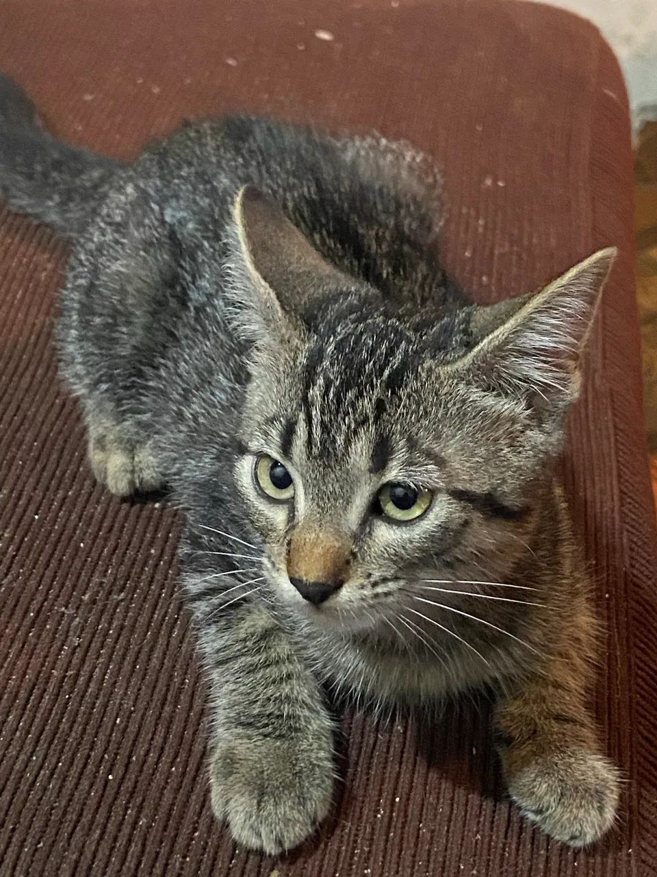 Doação de gatinhas 2 fêmeas a procura de um lar ? - Foto 4