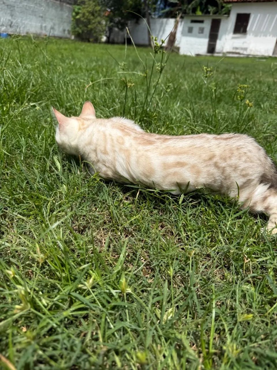 Gato Bengala - Foto 2