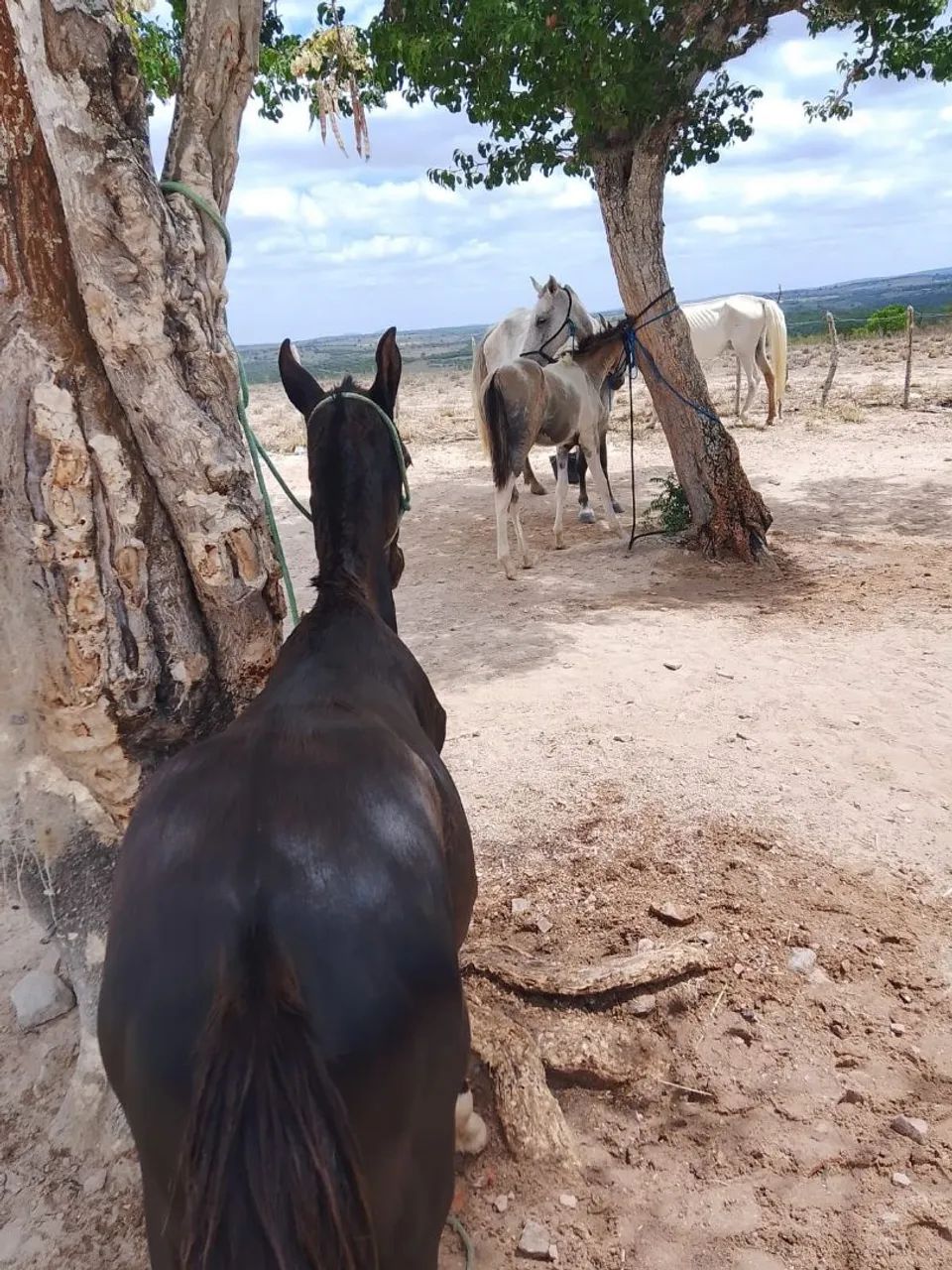 Potro mangolino - Foto 3