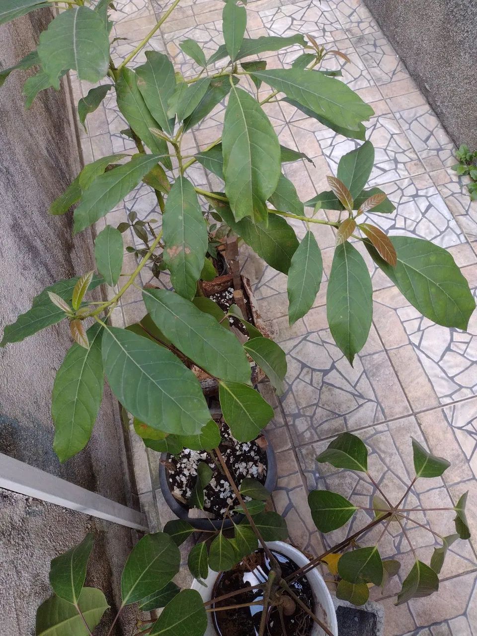 Muda abacate manteiga  - Foto 2