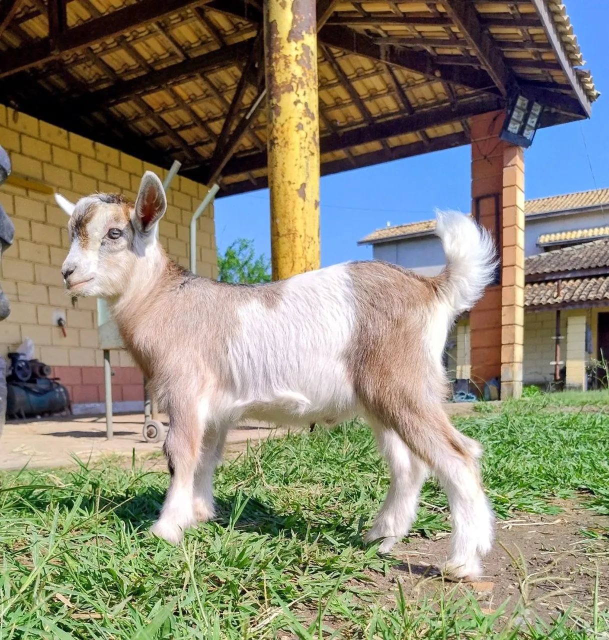 Mini Cabra - Foto 2