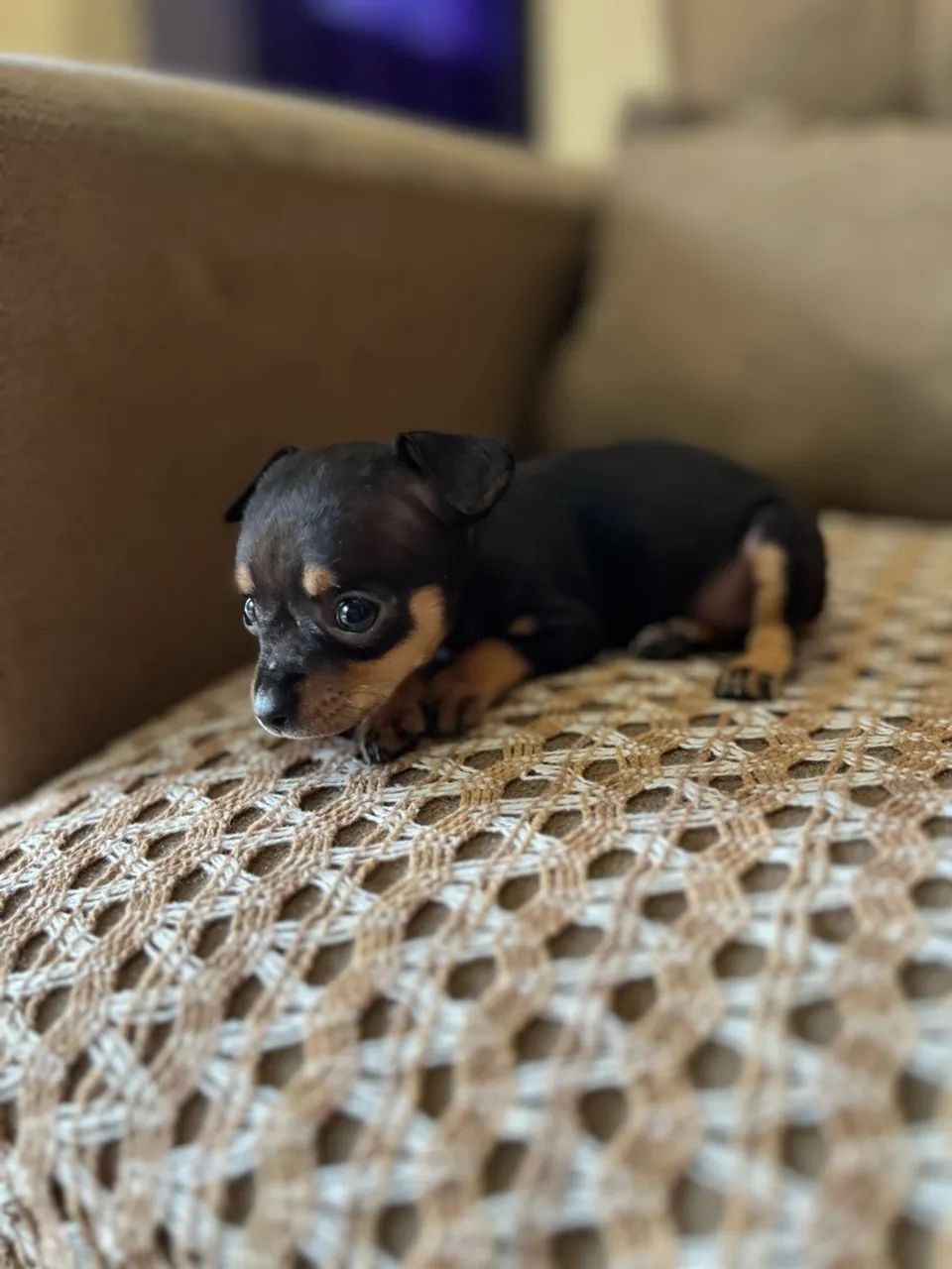 Pinscher  - Foto 2