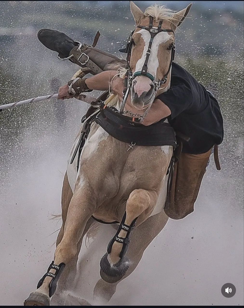 Cavalo de direita  - Foto 4