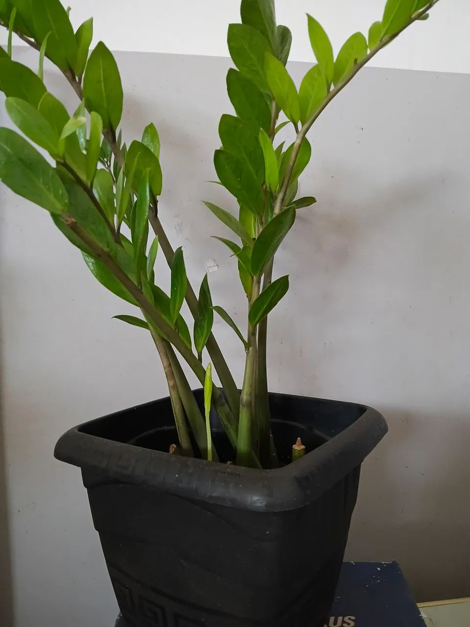 Plantas  - Foto 6