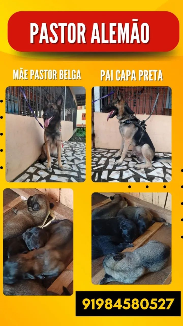 Pastor Alemão 