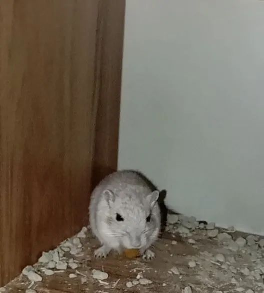 Esquilo da Mongólia 